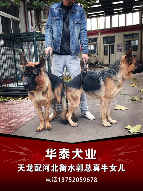 最新三平犬业种公，品质、性能研究及未来关键展望