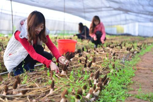 野生羊肚菌最新价格及市场动态分析概览